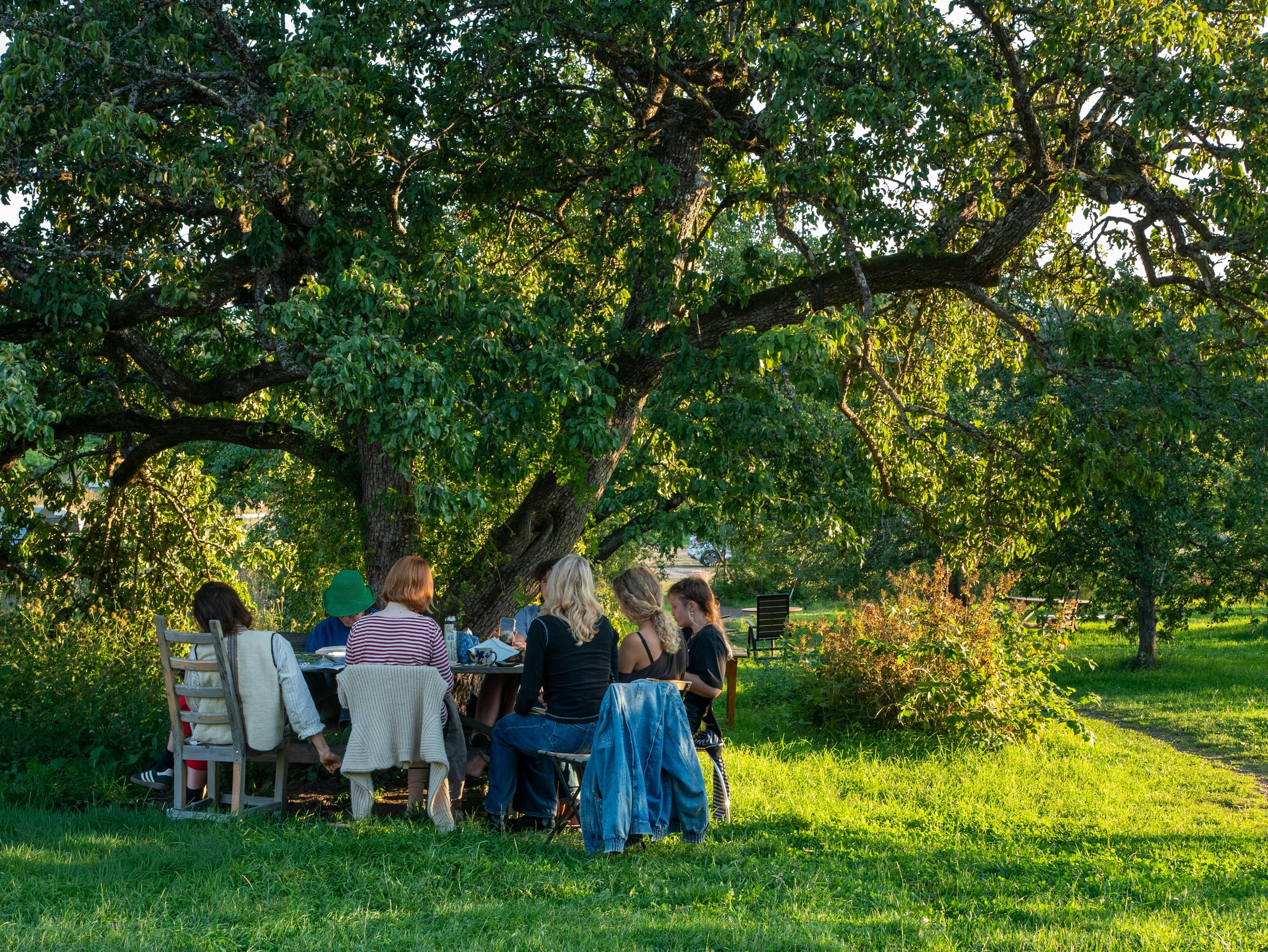 A small group of neighbours around a table under an old fruit tree in evening light